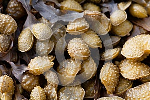 Reproduction bodies of a spiral wrack, Fucus spiralis