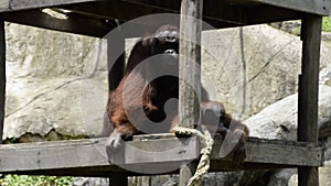 Reproduction of Bornean orangutan (Pongo pygmaeus).