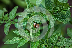 Reproduction of the Colorado potato beetle