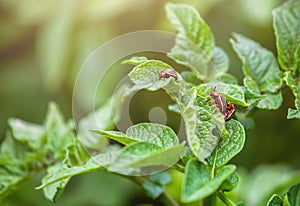 Reproduction of the Colorado potato beetle. Three Colorado beetle sitting on potato leaves.