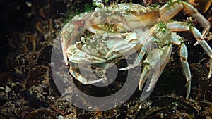Reproduction of crabs Liocarcinus holsatus. Male and female before mating.
