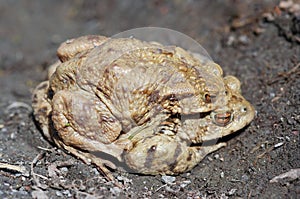 Reproduction of the frogs - mating of toads