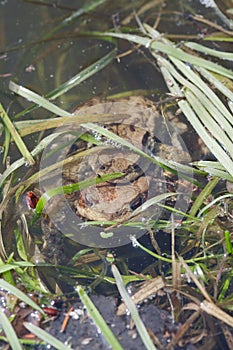 Reproduction of the frogs - mating of toads