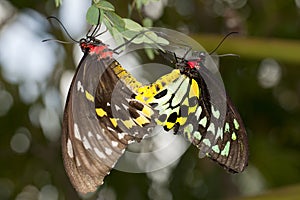 Reproduction: Mating Butterflies photo