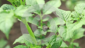 Reproduction of offspring of Colorado beetles on potato bushes