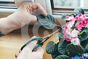 Reproduction of Saintpaulia. Hand pruner cuts off a leaf of African violet