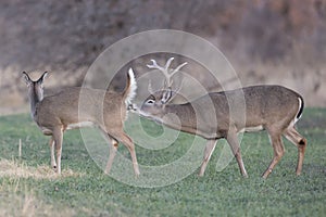 Reproduction Stage of Whitetail Deer photo