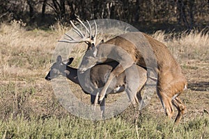 Reproduction of whitetail buck and doe