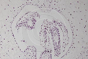 Reproductivo células de floreciente plantas microscópico 