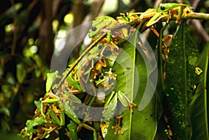 Reproductive explosion of Gliding leaf frog