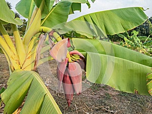 The Reproductive organ of banana tree among the dry grass field