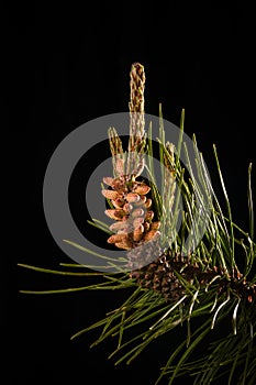 Reproductive Organs of a Lodgepole Pine