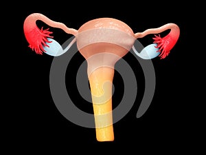 Reproductive organs of a woman. female genitalia. 3d Illustration isolated black