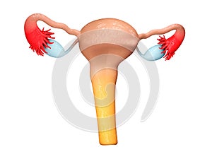 Reproductive organs of a woman. female genitalia. 3d Illustration isolated white