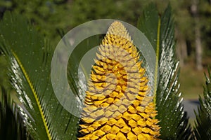 The reproductive structure of a Cycad