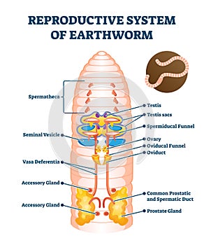 Reproductive system of anatomical earthworm labeled scheme vector illustration photo