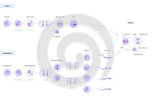 Reproductive system concept