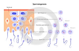 Reproductive system concept