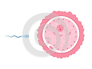 Reproductive system concept