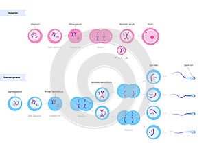 Reproductive system concept photo