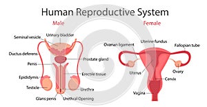 Reproductive system vector concept
