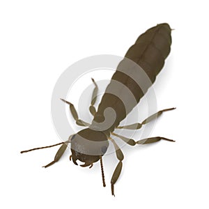 Reproductive termite