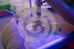 Reproductology laboratory worker adding cells on cleavage dish