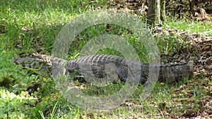 Reptil in Bolivia, south America.