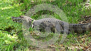 Reptil in Bolivia, south America.