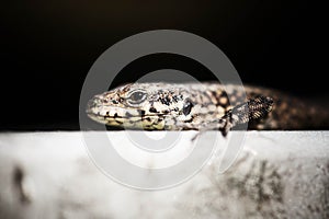 Reptil portrait photo