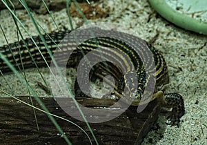 Reptiland in Bucharest  -  Plated lizard