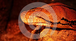 Reptiland in Bucharest  -  The reticulated Python