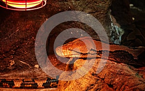 Reptiland in Bucharest  -  The reticulated Python