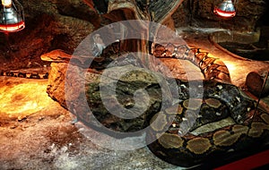 Reptiland in Bucharest  -  The reticulated Python