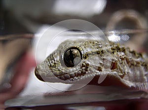 Reptile #01 photo