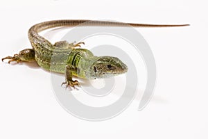 Reptile photo