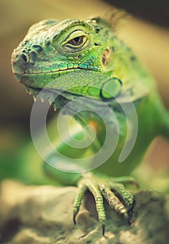 Reptile