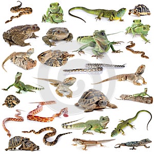 Reptile and amphibian