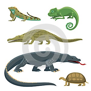 Reptile and amphibian colorful fauna vector illustration reptiloid predator reptiles animals.