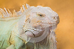 Reptile Animal, Bright Orange Male Iguana.