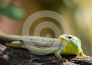 Reptile animal in nature.