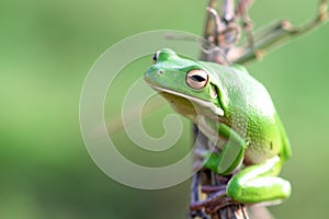 Reptile, animals, frog, tree frog, dumpy frog,