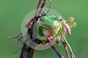 Reptile, animals, chameleon, frog, tree frog, dumpy frog,