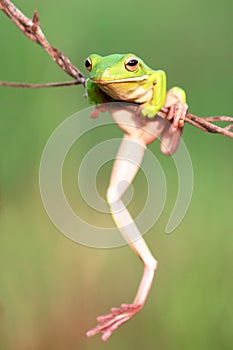 Reptile, animals, frog, tree frog, dumpy frog,