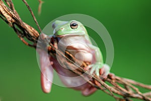 Reptile, animals, chameleon, frog, tree frog, dumpy frog,