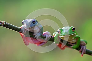 Reptile, animals, frog, tree frog, dumpy frog, photo
