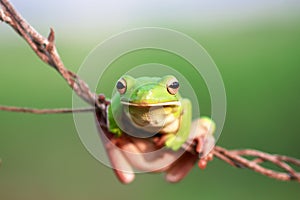 Reptile, animals, frog, tree frog, dumpy frog,
