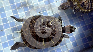 Reptile Aquatic Water Turtle in a Water Pool