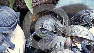 Reptile Aquatic Water Turtle in a Water Pool