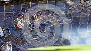 Reptile Aquatic Water Turtle in a Water Pool